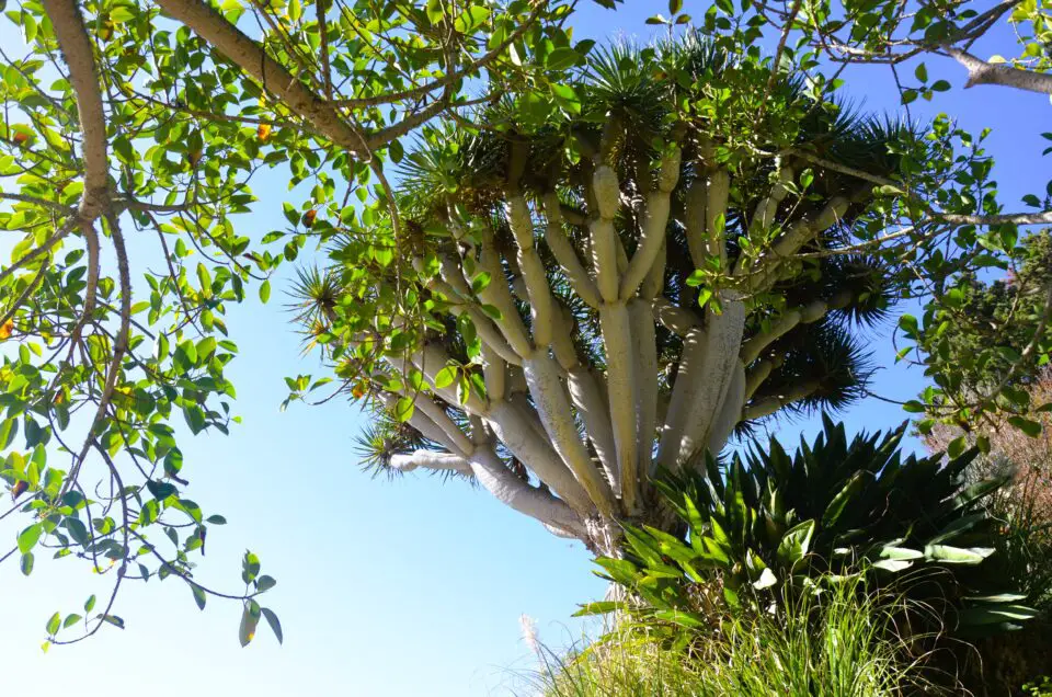 Unter Gran Canaria Sehenswürdigkeiten ist der Jardín Botánico Canario Viera y Clavijo zu nennen.