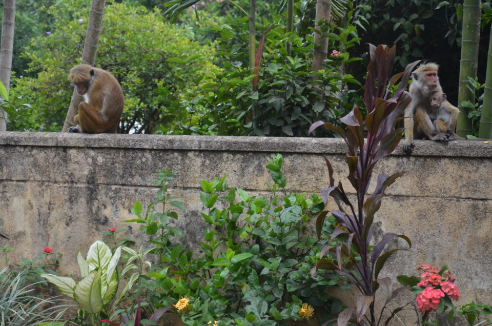 Affen am Straßenrand sind in Indien keine Seltenheit. Um die sehen zu können musst du jedoch eine Indien Visum vorweisen können.