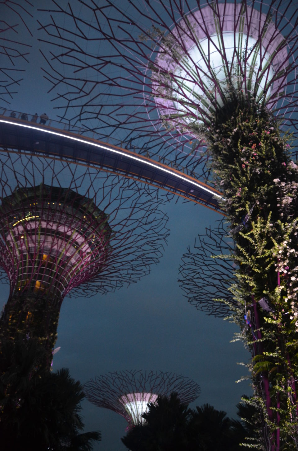 Supertrees in den Gardens by the Bay. Bindeglied zwischen den Bäumen ist der OCBC Skyway. Für mich waren die Supertrees eine der beeindruckendsten Singapur Sehenswürdigkeiten.