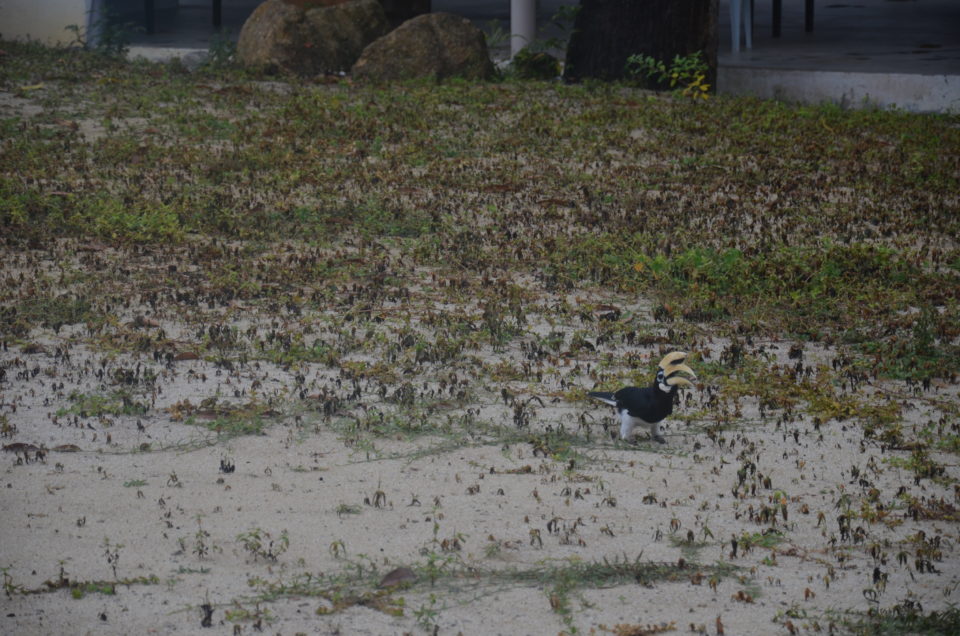 Auf Pulau Pangkor in Malaysia gibt es zahlreiche Hornbills wie du in meinem Pangkor Reisebericht erfährst.