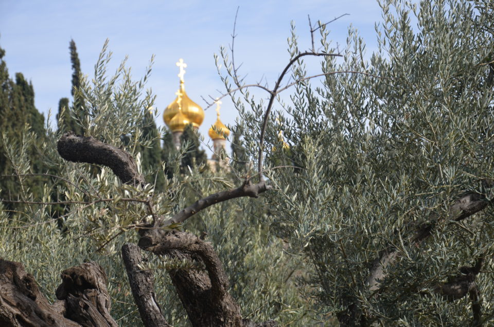 Blick vom Garten Gethsemane in Richtung der Maria-Magdalena-Kirche auf dem Ölberg.