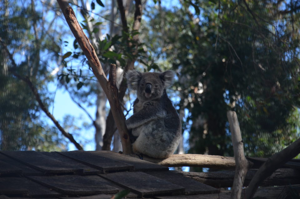 Zu den beliebtesten Brisbane Sehenswürdigkeiten zählt das Lone Pine Koala Sanctuary.