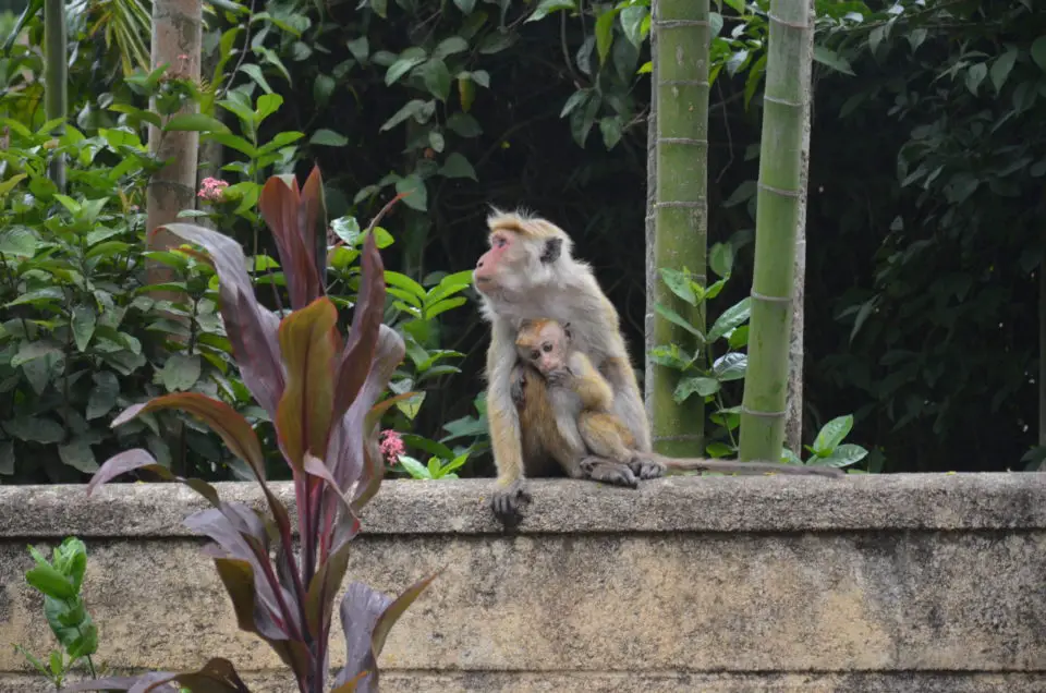 Bei deiner Sri Lanka Rundreise wirst du vielleicht auch diebischen Affen begegnen.