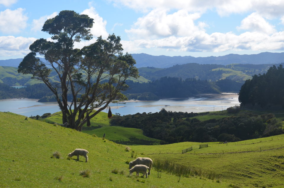 Einer meiner absoluten Auckland Tipps ist ein Ausflug zur Coromandel-Halbinsel