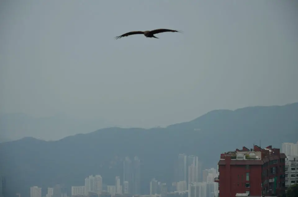 Hongkong Hotel welche Gegend? Dieser Vogel scheint sich über Hong Kong Island die gleiche Frage zu stellen.
