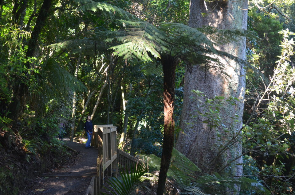 Eine der Coromandel Sehenswürdigkeiten ist der große Kauri-Baum an der Long Bay.