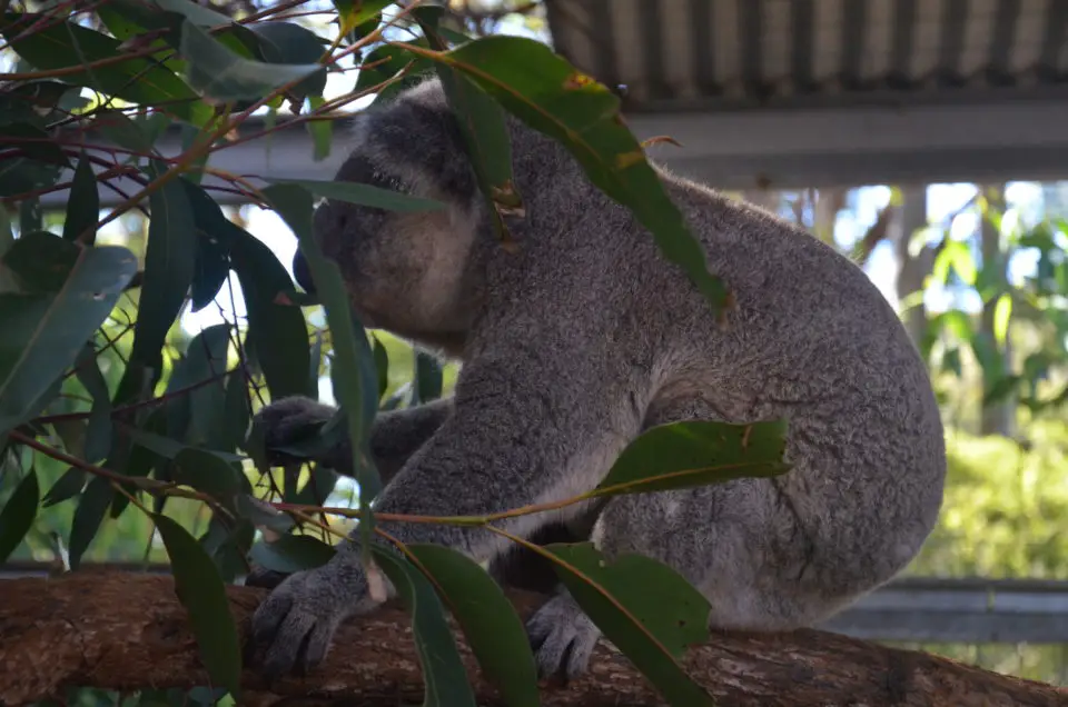 Zur Beschreibung meiner Australien Route gehören auch weitere allgemeine Tipps rund um Koalas.