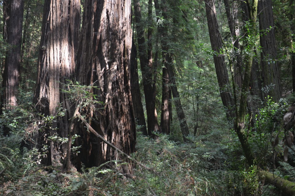 Zu den San Francisco Reisetipps gehört auch der Ausflug zu den nahegelegenen Redwoods im Muir Woods National Monument.