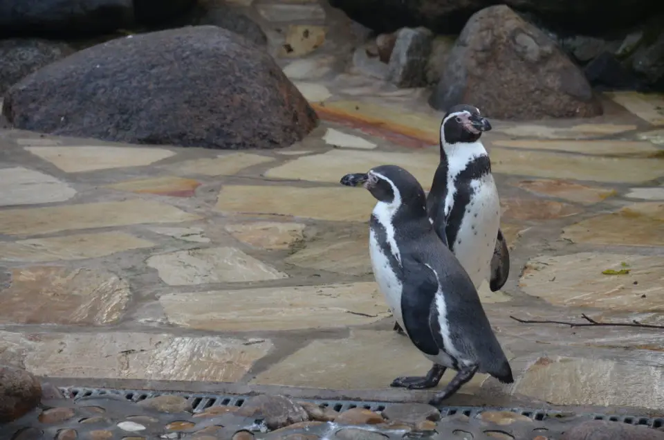 Zu den Cuxhaven Tipps gehören die Pinguine im Kurpark.