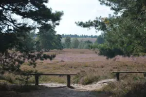 Zu den Lüneburger Heide Ausflugszielen bzw. Sehenswürdigkeiten gehört die Behringer Heide.