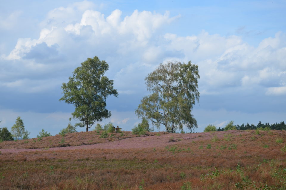 Ein schönes Ausflugsziel in der Lüneburger Heide ist die Weseler Heide.