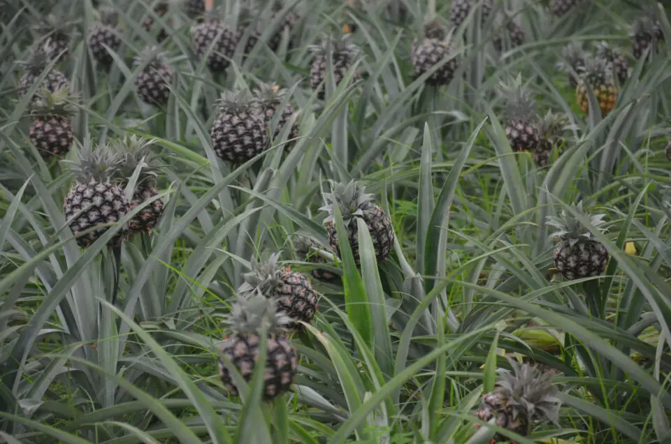 Zu den Sao Miguel Tipps gehören die Ananasplantagen bei Ponta Delgada.