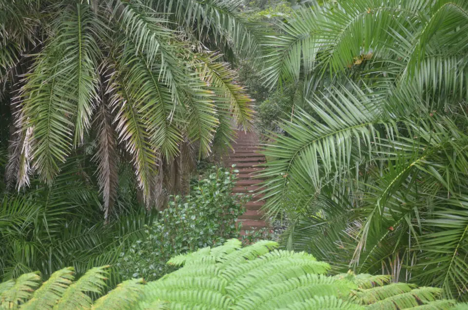 Zu den schönsten Ponta Delgada Sehenswürdigkeiten gehört der Jardim Botânico António Borges.