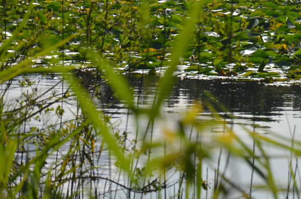 Zu Porto Tipps gehört der Botanische Garten mit dem Teich.