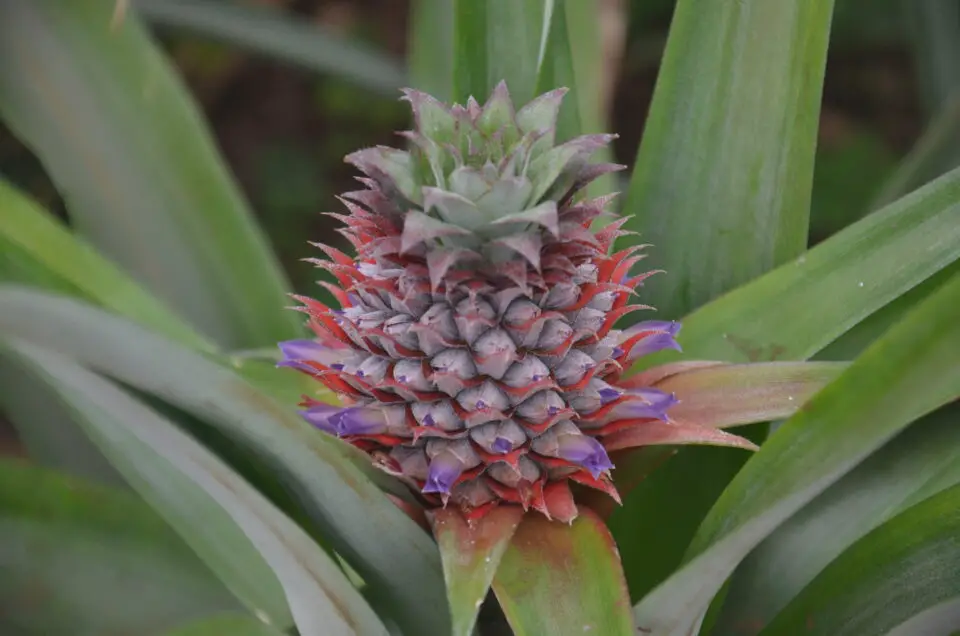 Unter Ponta Delgada Tipps sind die Ananas-Gewächshäuser zu nennen.