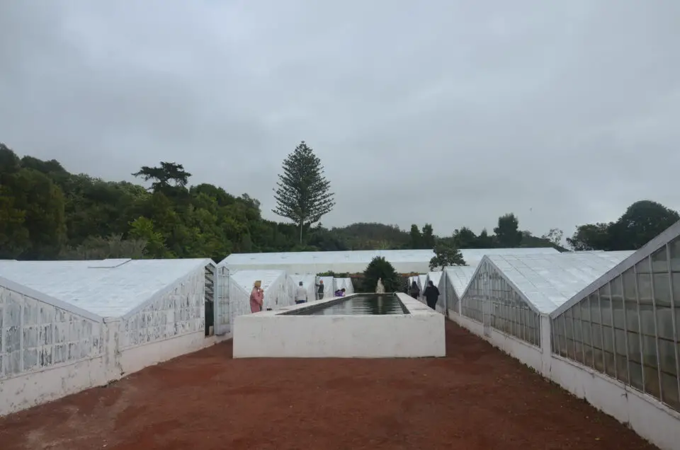 Zu den Ponta Delgada Sehenswürdigkeiten gehören die Ananasplantagen.