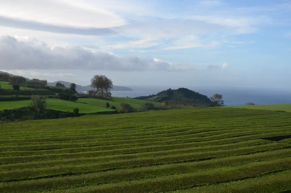 Unter Sao Miguel Sehenswürdigkeiten zu nennen: Fábrica de Chá Gorreana mit den Teeplantagen.