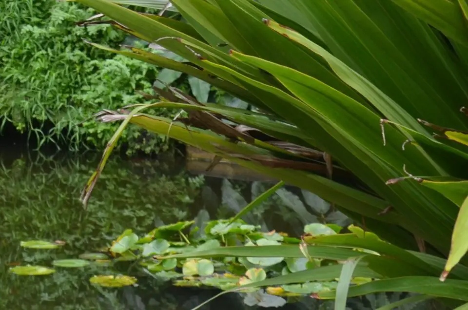 Darf bei Ljubljana Geheimtipps nicht fehlen: der Botanische Garten.